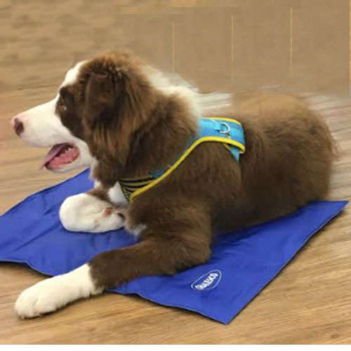 Tapete Gelado Chalesco - Pet Cooling
